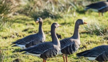 Number of wetland birds visiting Ireland in winter has declined dramatically in last 30 years