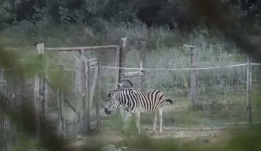 Nem nyomozza a rendőrség, hová tűntek a hatvanpusztai zebrák