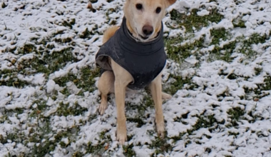 Покажете ми кучетата си в снега