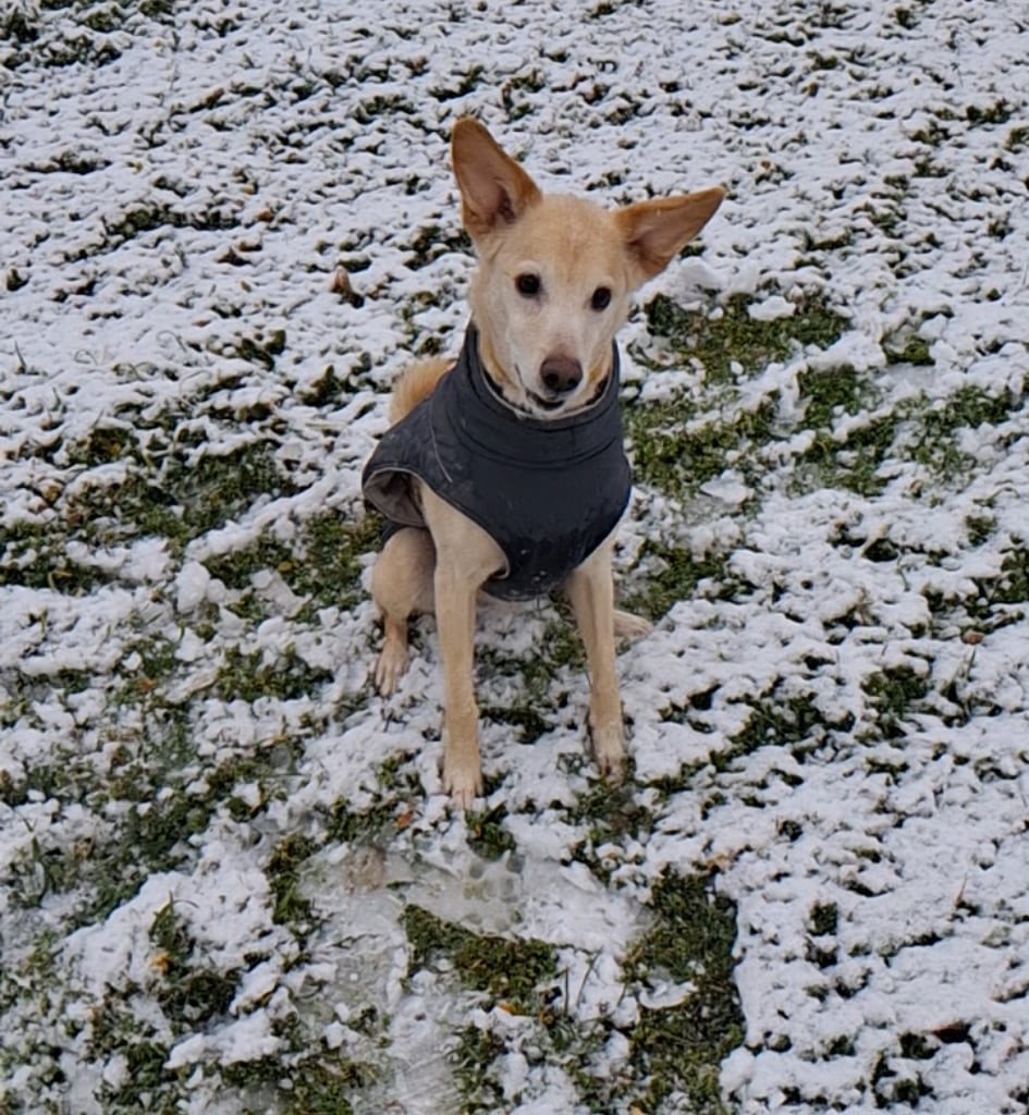 Покажете ми кучетата си в снега
