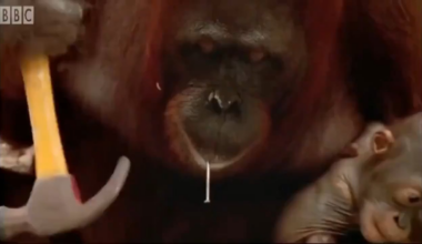 Moderátoři na Redditu: