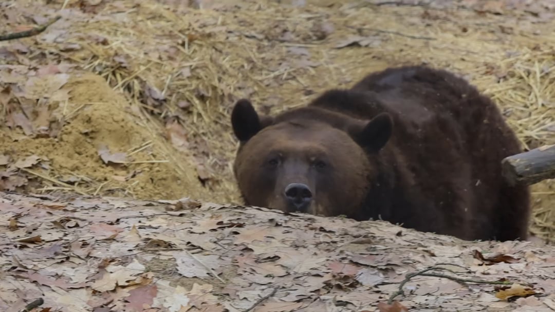 Félix, a Nyíregyházi Állatpark eurázsiai medvéje is kibújt a barlangjából. De minek?