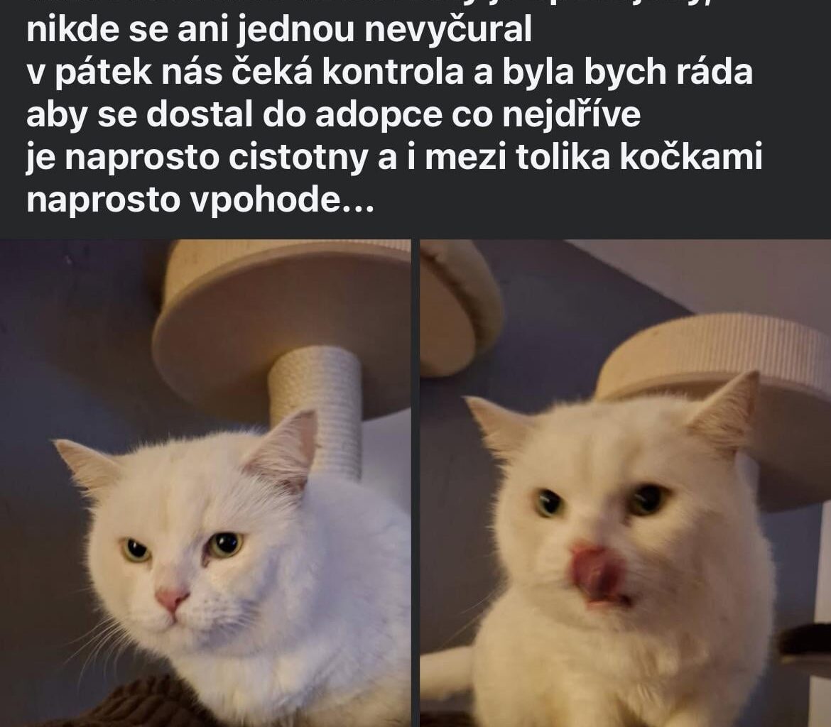 “Odložený” hluchý kocourek…