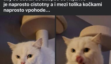 “Odložený” hluchý kocourek…