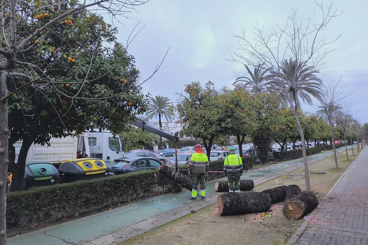 Espanha mobiliza, de forma preventiva, 250 efetivos da Unidade Militar de Emergência na Andaluzia, especializados em busca, resgate e evacuação de pessoas em zonas de difícil acesso e missões de limpeza de vias, escoramento básico de estruturas danificadas e movimentação de terras.