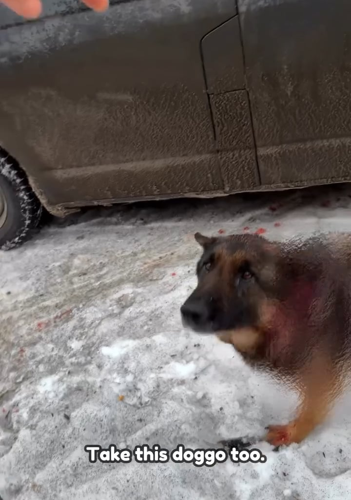 Volunteers evacuating animals in Kherson city