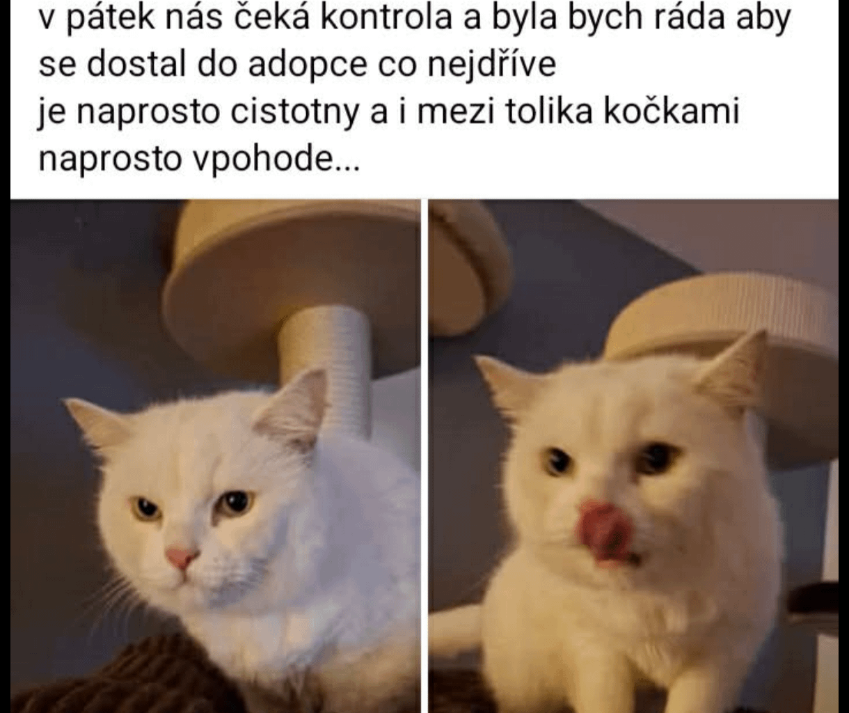 Redditor který vyhodil kocoura - pokračování