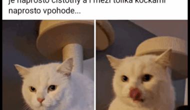 Redditor který vyhodil kocoura - pokračování