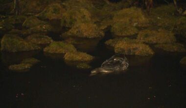 Skæð fuglainflúensa á höfuðborgarsvæðinu