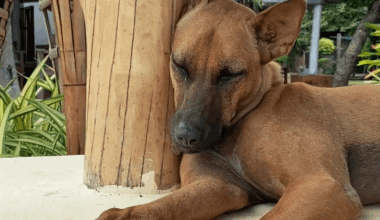 El perro sabe cuándo descansar después de correr.