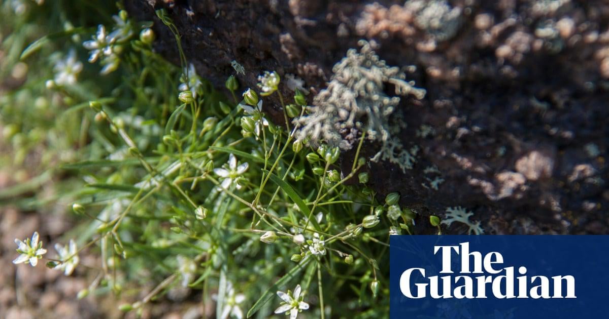 ‘Nothing is sacred to them’: the race to save rare plants as Russian troops advance