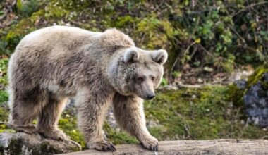 Research team develops facial recognition program for bears