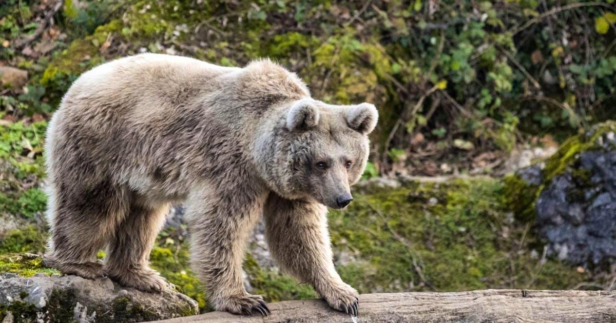 Research team develops facial recognition program for bears