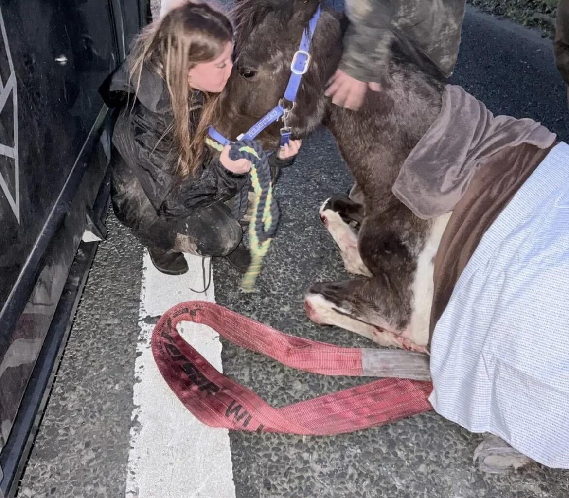 Animal abuse: Horse and her unborn baby tortured and murdered on street yesterday