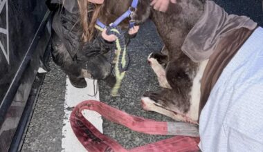 Animal abuse: Horse and her unborn baby tortured and murdered on street yesterday