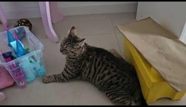 Jbt što mi je s macom, kakvi su ovo napadi