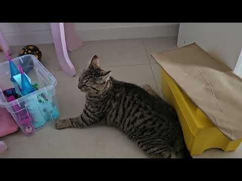 Jbt što mi je s macom, kakvi su ovo napadi