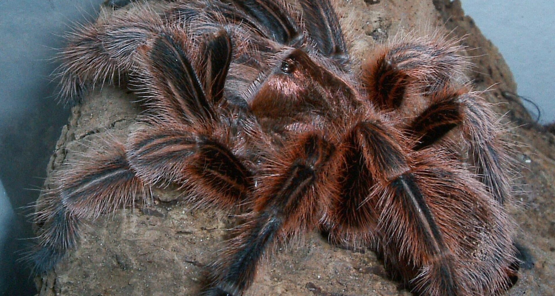 Finns det kvar några fysiska reptilbutiker nu för tiden?