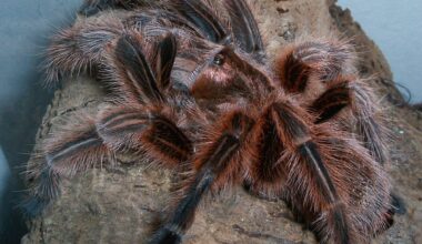 Finns det kvar några fysiska reptilbutiker nu för tiden?