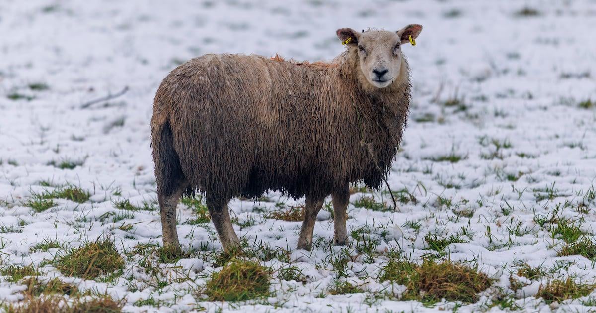 Snow and big freeze could hit Ireland after weeks of wet weather, says Met Éireann forecaster – The Irish Times