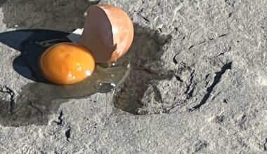 Jajce na carinskem pomolu v Izoli