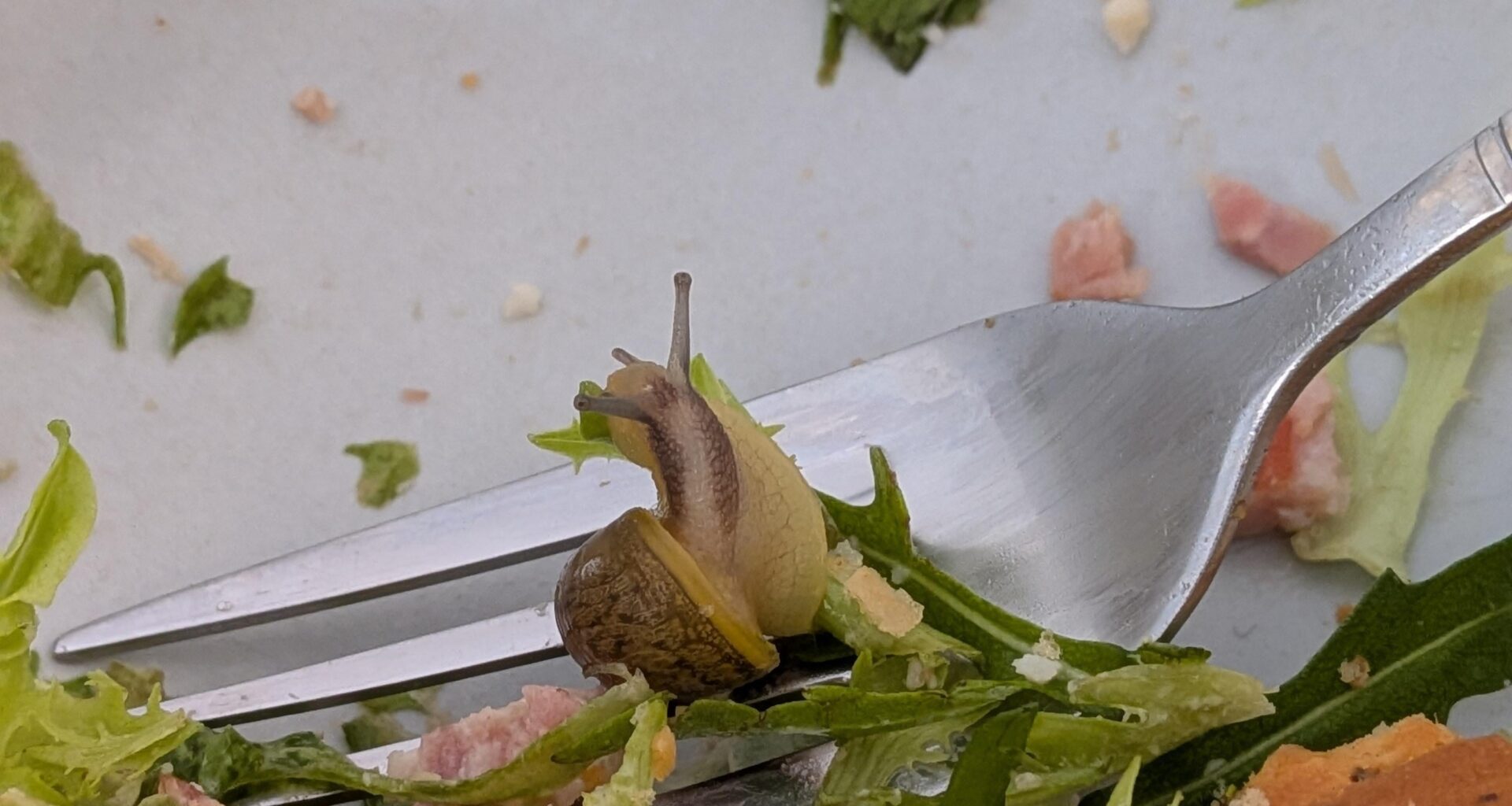 It's my own fault for eating a salad