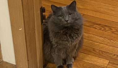 Finding a Pet Sitter