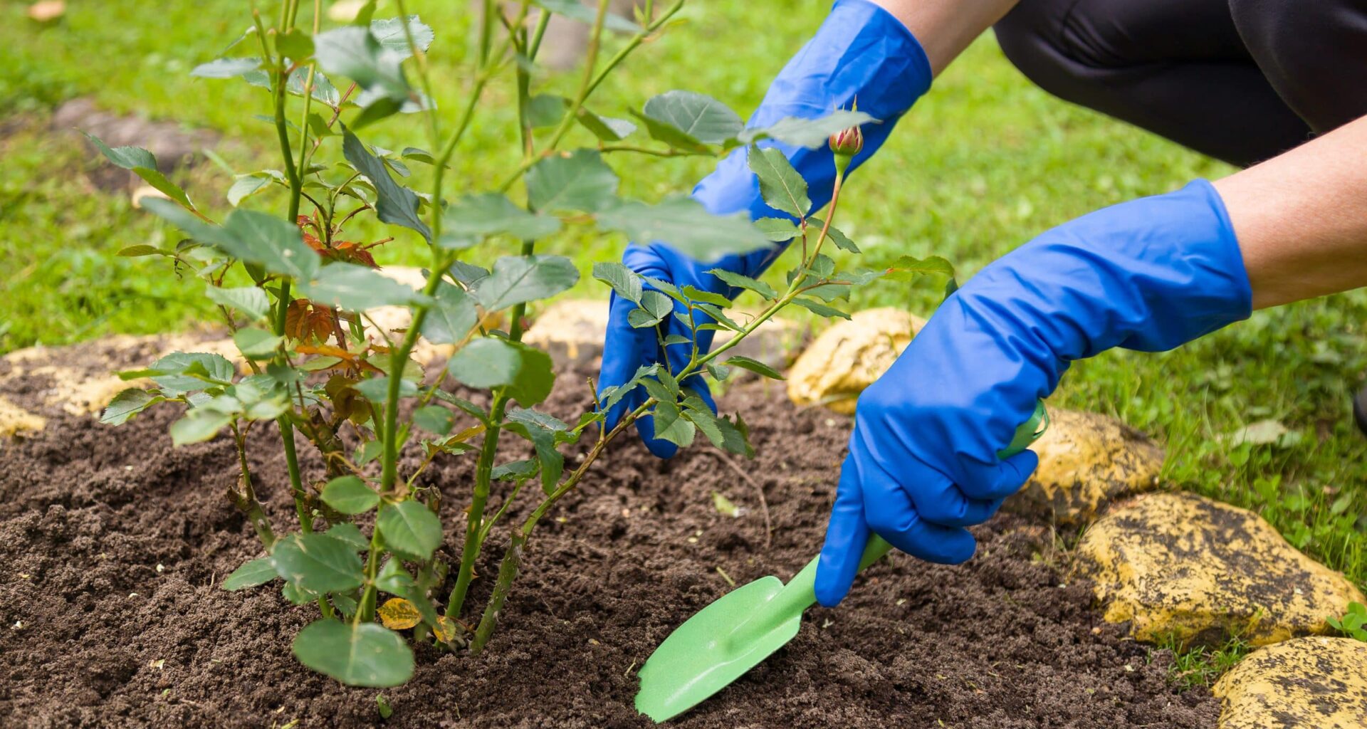 erreur planter rosier
