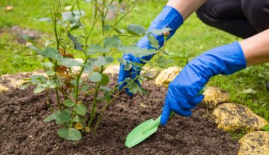 erreur planter rosier