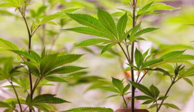 Quel bilan pour le cannabis légal en Allemagne?
