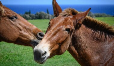 étranglé par les coûts, un refuge pour chevaux contraint de quitter la Côte d’Azur pour la Saône-et-Loire