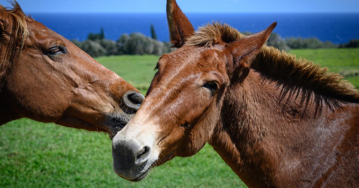 étranglé par les coûts, un refuge pour chevaux contraint de quitter la Côte d’Azur pour la Saône-et-Loire