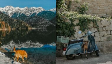 Les meilleurs opérateurs ferroviaires et itinéraires d'Europe pour une aventure avec votre chien