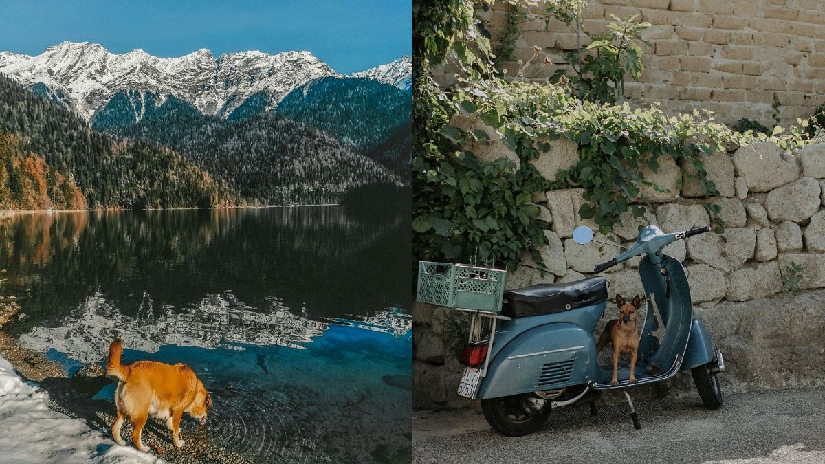 Les meilleurs opérateurs ferroviaires et itinéraires d'Europe pour une aventure avec votre chien