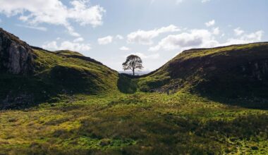 Royaume-Uni : deux hommes risquent la prison pour avoir abattu le célèbre arbre de Sycamore Gap