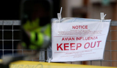 Le Royaume-Uni détecte pour la première fois un cas de grippe aviaire chez un mouton - 24/03/2025 à 10:31