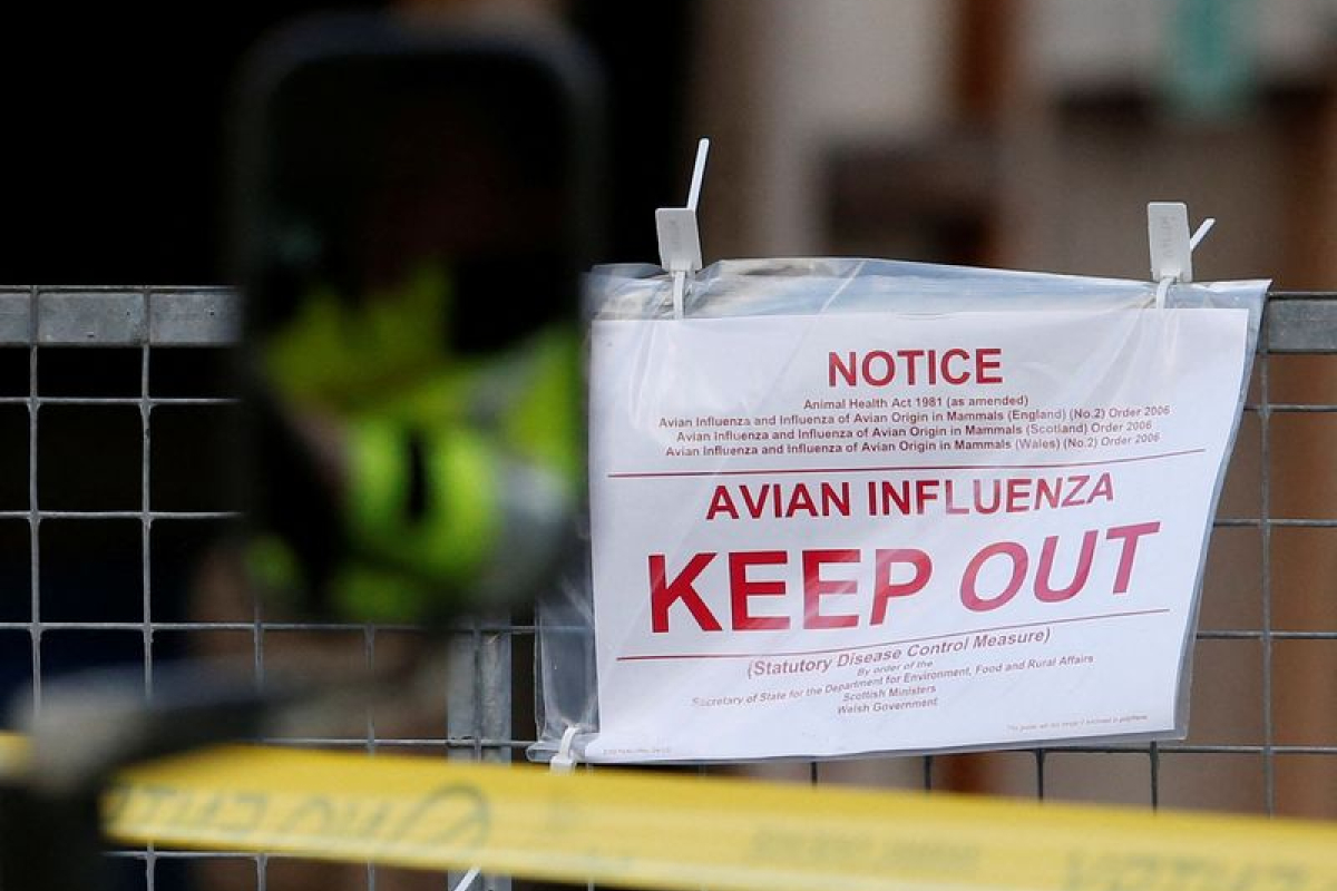 Le Royaume-Uni détecte pour la première fois un cas de grippe aviaire chez un mouton - 24/03/2025 à 10:31