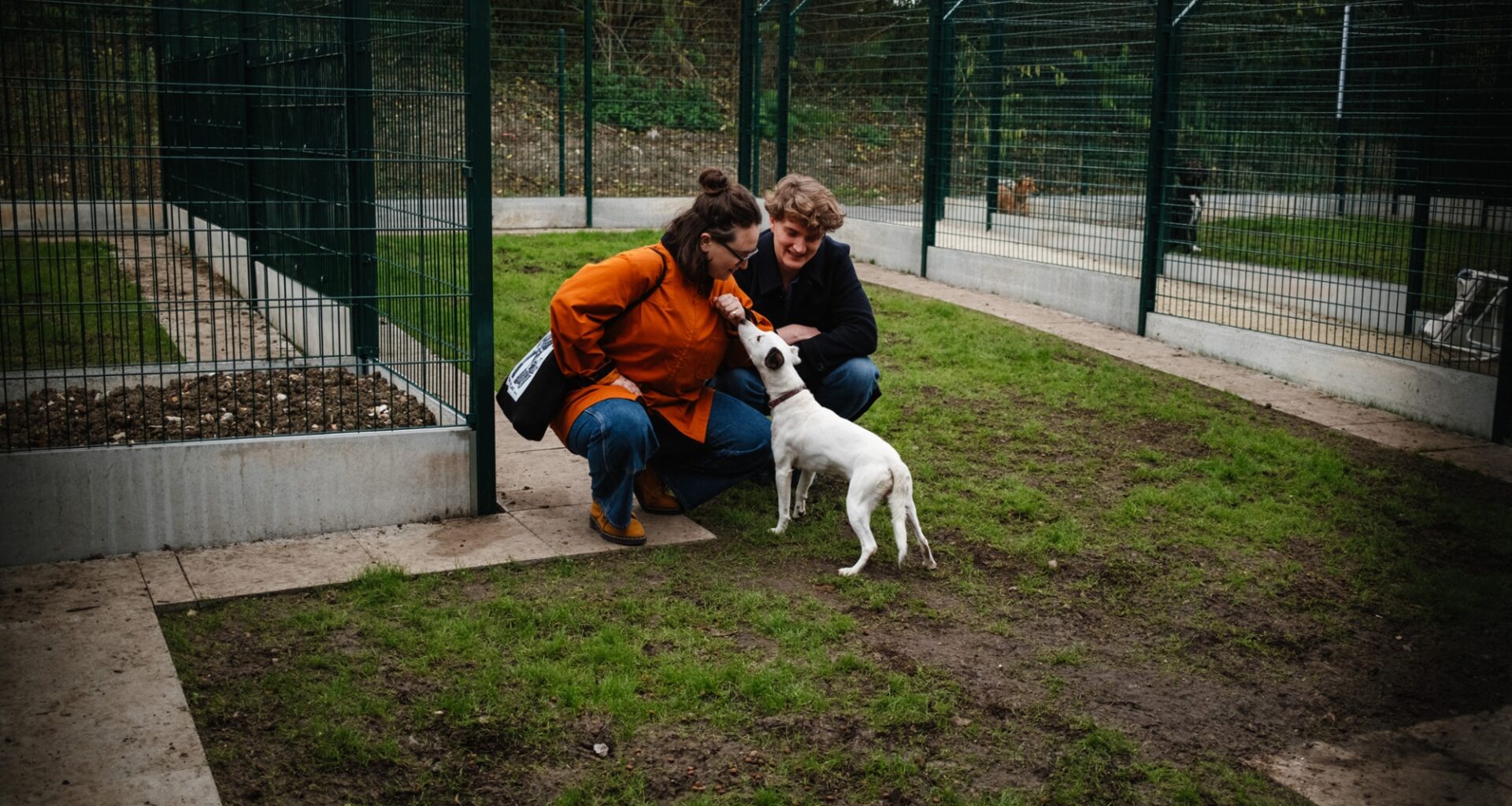 les Britanniques abandonnent leurs animaux domestiques à cause du coût de la vie