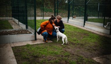 les Britanniques abandonnent leurs animaux domestiques à cause du coût de la vie