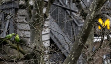 Paris vote son troisième plan biodiversité en misant sur les haies : Actualités