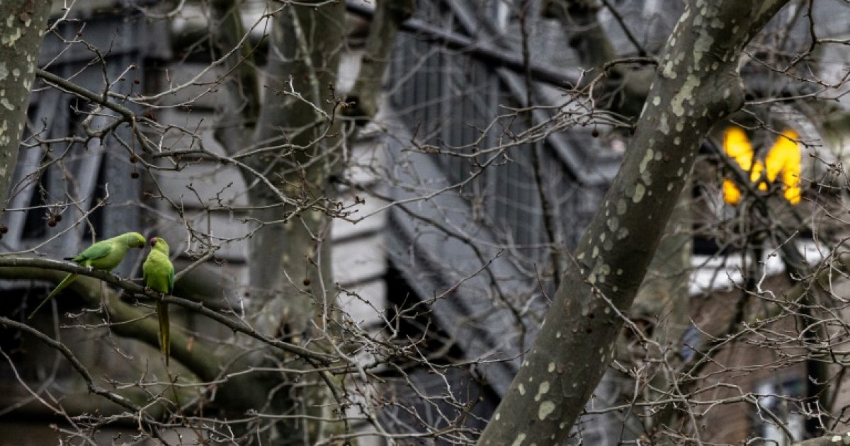 Paris vote son troisième plan biodiversité en misant sur les haies : Actualités