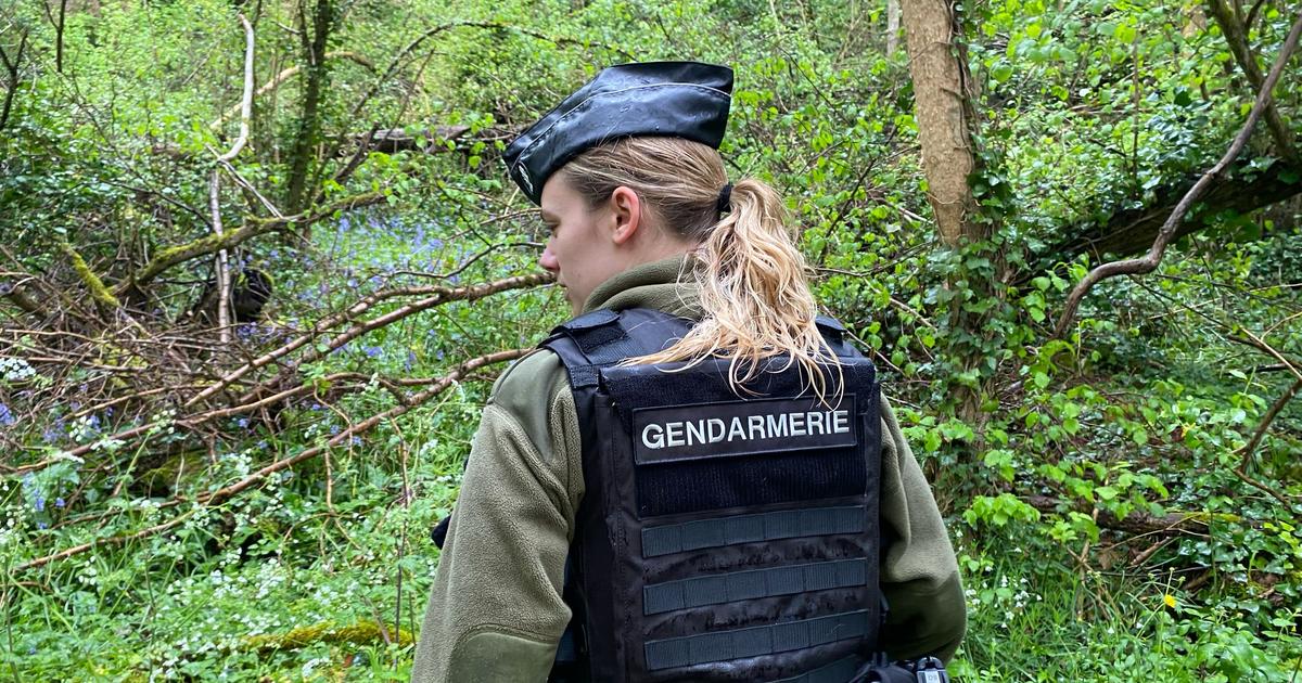 deux molosses blessent sévèrement un gendarme et tuent un petit chien