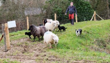 Dans cette ville près de Nantes, les moutons jouent le rôle de tondeuse dans des espaces verts
