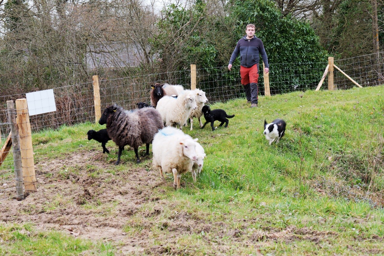 Dans cette ville près de Nantes, les moutons jouent le rôle de tondeuse dans des espaces verts