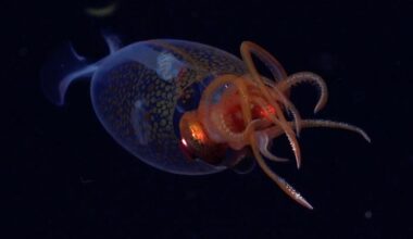 Un calmar colossal filmé pour la première fois dans l’océan