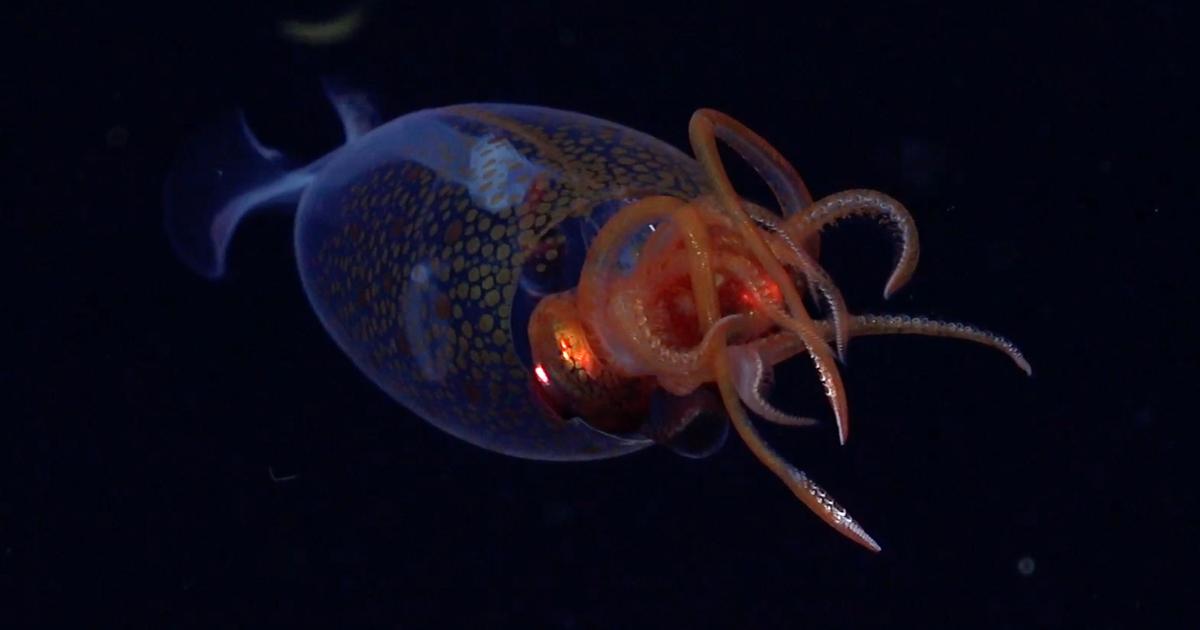 Un calmar colossal filmé pour la première fois dans l’océan