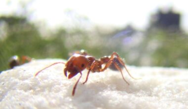 Une fillette tuée par des fourmis de feu, sa famille poursuit l’hôpital pour négligence