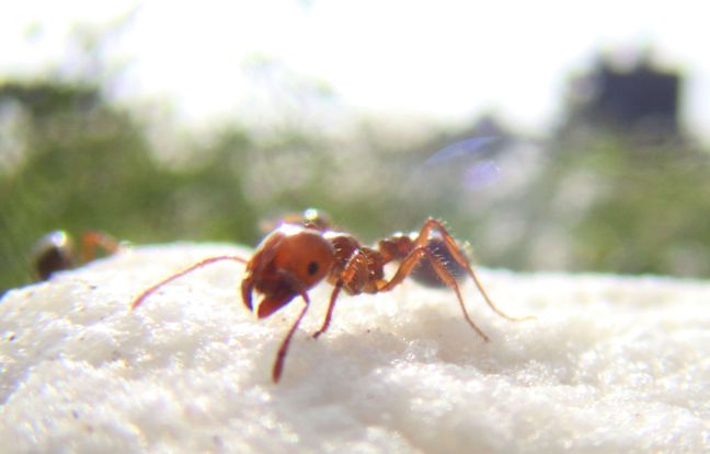 Une fillette tuée par des fourmis de feu, sa famille poursuit l’hôpital pour négligence