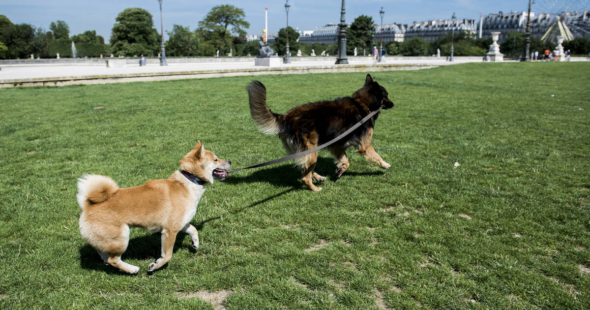 au parc Monceau, Paris lâche les chiens – Libération
