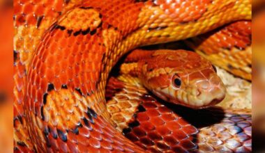 Vaulx-en-Velin : un serpent retrouvé dans une école ! 